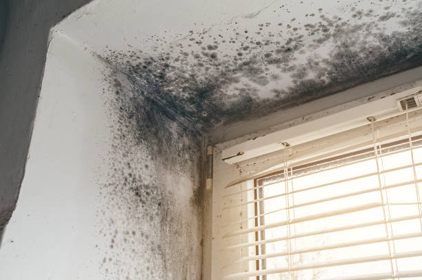 Affordable Mold Cleanup solutions in Williamsport, PA